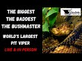 World's Largest Pit Viper | Bushmaster Snake