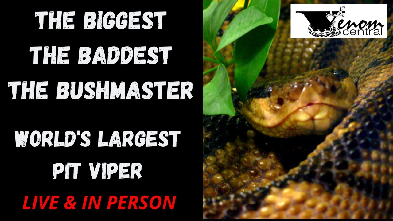 World s Largest Pit Viper Bushmaster Snake YouTube world-s-largest-pit-viper-bushmaster-snake-youtube
