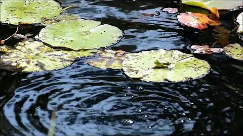 Frog Jump at Lily Pads