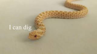 Cute Hognose wants to dig!