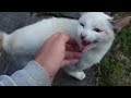 ずっと人を警戒していた猫が心を開いてくれる瞬間