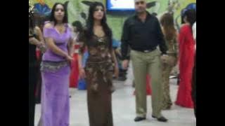 كزنو النورس