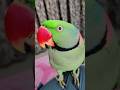 🦜🌿cute mitthu 🦜🥰 🌲🌳🌿🌺#musicgenre #shorts #musicsong #cricket #ekmotahathighumechala #viral