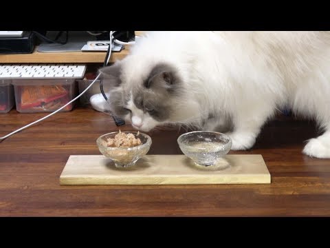 ASMR 撮影用のガラスのフードボウルだよ♪ラグドール猫［Ragdoll Cat Ruu #463］It's Glass Food Bowl for video shoot of ASMR