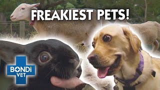 Freakiest Medical Conditions! 😱 | Compilation | Bondi Vet