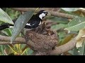 Mother Bird Feeding Worms to Cute Baby Birds hatching