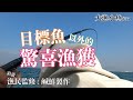 目標魚以外的驚喜魚獲┃爆釣雞魚┃黃鱲鯧┃連尖┃雞魚咸鮮┃香港釣魚┃大漁小魚#55