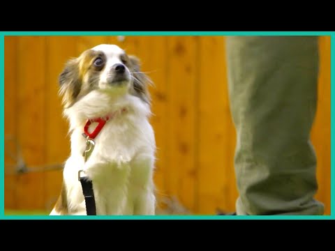 Video: „Pet Scoop“: trūksta šunų obligacijų su „One-Eyed Stray“, retais Fairy Penguin