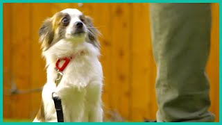 Teaching A One-Eyed Dog To Be Brave | Lucky Dog