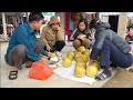 Help mother pick pomelos to sell at the market. Green forest life