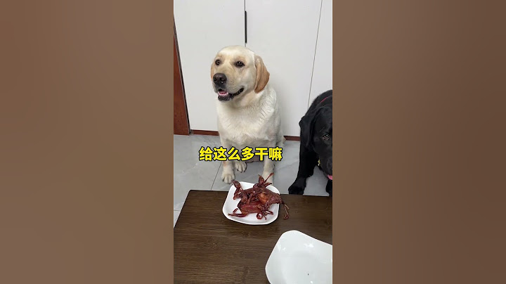 狗：小丑竟是我自己 #萌宠#宠物#动物#animals#cute#funny#pets