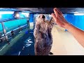 【ラッコ】鳥羽水族館への引越し舞台裏