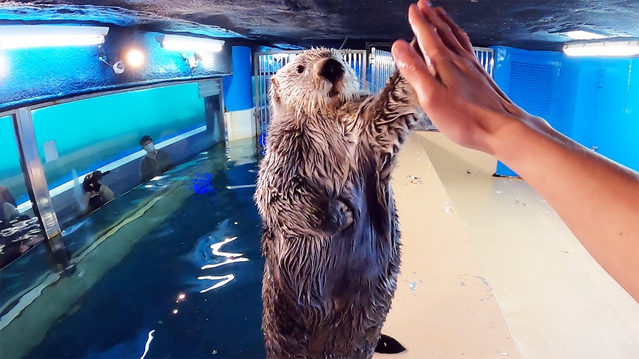 最新版 ラッコに会える水族館 レティとドライブ