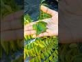 Benefits of curry leaves by Manish Acharya🌿 #shorts #curryleaves #cookwithrajni