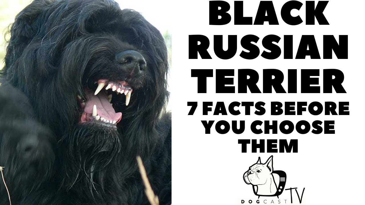 Are Black Russian Terriers Smart?