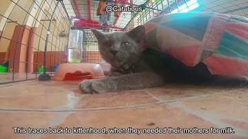 Decoding Your Cat