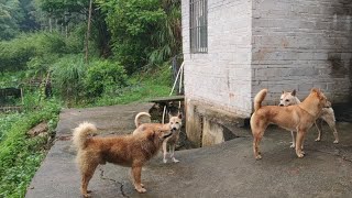 【田园犬】竟然被一只阿白拱了