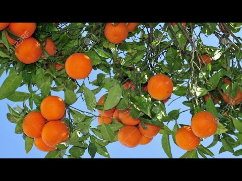 Video: Jak Se Starat O Pomeranč