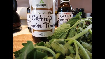 Making Catnip Glycerite Tincture