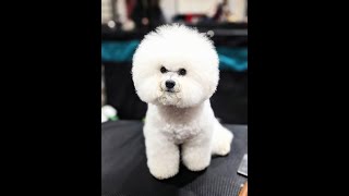 Pi the Bichon's Trick Dog Championship Video