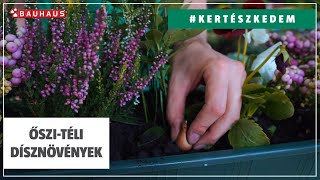 Ősszel És Télen Díszítő Növények A Balkonon