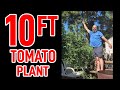 Get the biggest tomato plants by following 5 simple tips