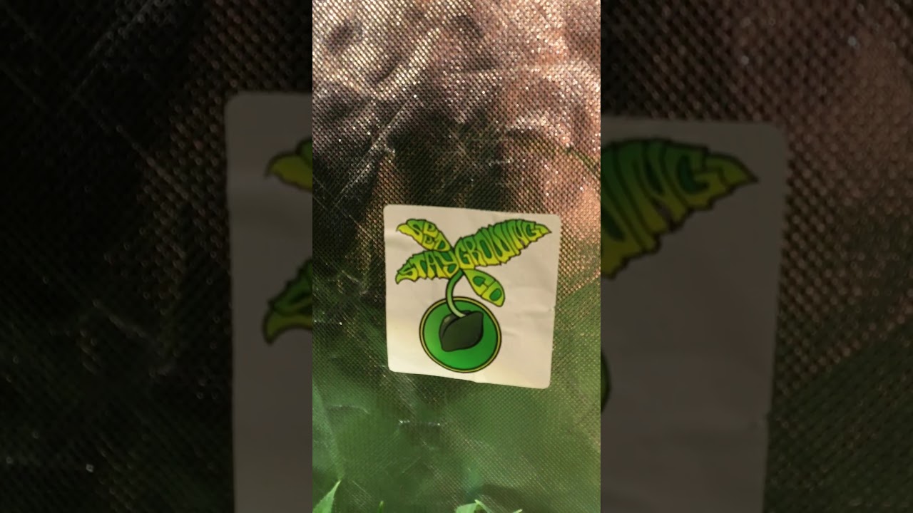 OPTIC 1 and Optic 1XL DARK HELMET X SWEET THANG X PURPLE PORTAL X SWEET THANG Bred by stay growing