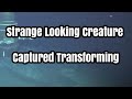 Strange Looking Creature Captured Transforming On Camera At 3700 Feet In The Indian Ocean!