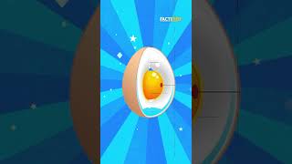 How Can a Hen Lay Eggs Without Mating With a Cock? | #shorts @factifiedshorts