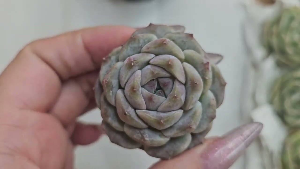 Распаковка суккулентов из Китая. Шикарная посылка. Излишки на продажу 