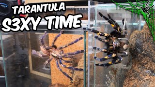 Even Tarantulas Enjoy S3XY TIME?!