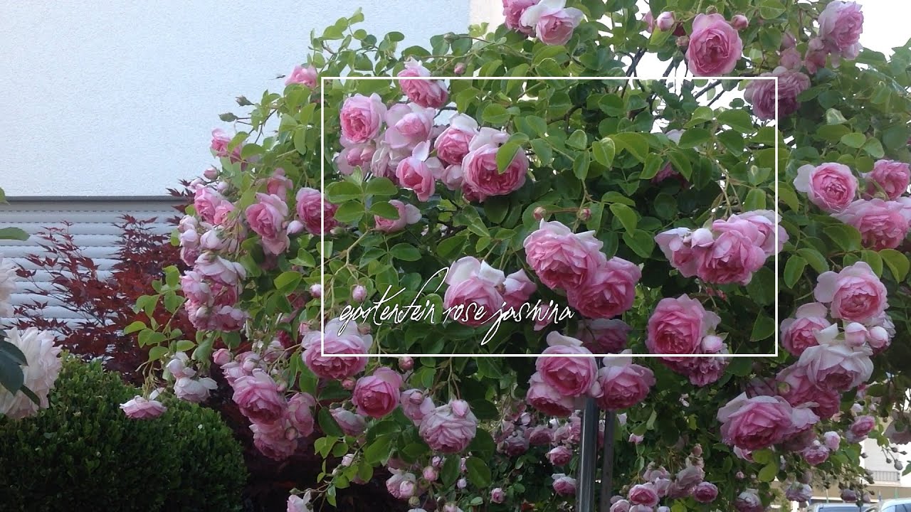 🌹 Poseidon Rose / Lavender Roses / KORfriedhar / Kordes Roses