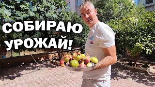 😋#влог СОБИРАЮ УРОЖАЙ! ВО ДВОРЕ НАШЕГО ДОМА В ТУРЦИИ АНТАЛИЯ!