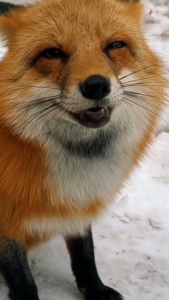 Лиса животное