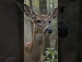 Deer in Misty Forest 🦌 | AI Wildlife