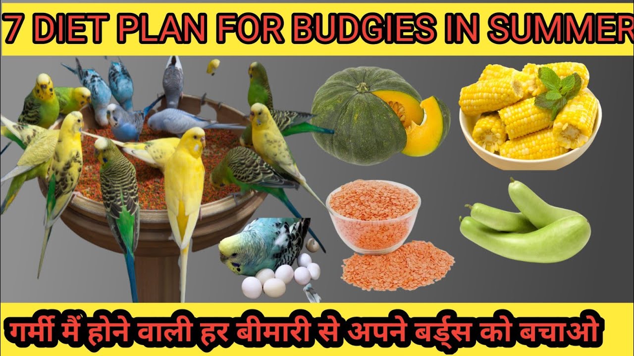 Photo inspiration: Fresh Look at 7 Diet Plan For Budgies March To August Diet Plan