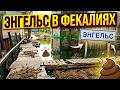 🔴Энгельс в фекалиях