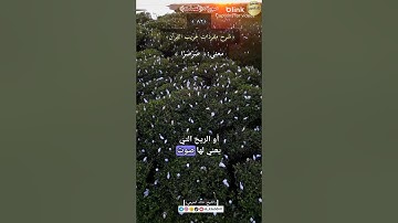 معنى :(صَرْصَرًا) ٨٢,-شرح مفردات غريب القرآن ،سورة فصلت , الشيخ خالد الحرمي.#غريب_القرآن
