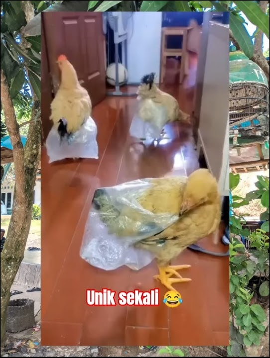 permperes kantong 😂 #funnyvideo #shortsviral