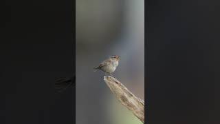 Super clear high-pitch bird singing! #nature #relaxing #shorts #nature #healing #wildlife #wren