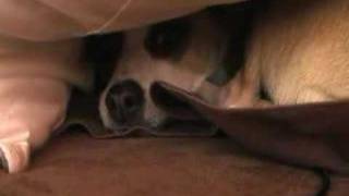 Bartok in Pillow @ErikZempel