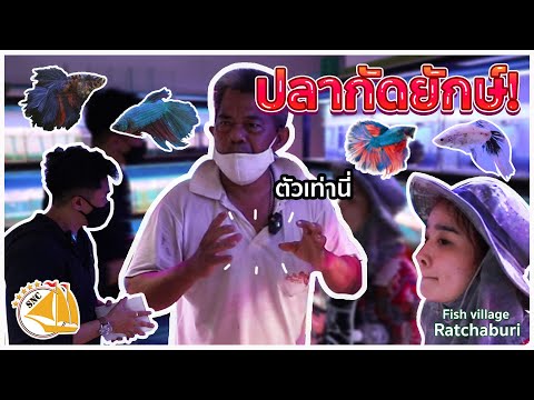 ปลากัดยักษ์ Fish village -SNC FISH STORY EP.10