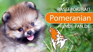► Pomeranian [2021] History, Appearance, Temperament, Training, Exercise, Care & Health