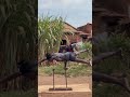i am africa #africa #love #football #freestyle #motivation #oldschoolfreestyle #duet #sports