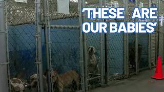 Parvovirus Giardia identified as factors in recent dog deaths at Indiana animal control