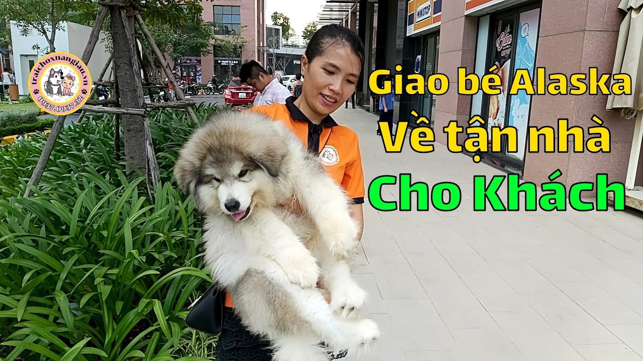 Giao bé Alaska Siêu Dễ Thương về tận nhà Quận 2 cho anh khách