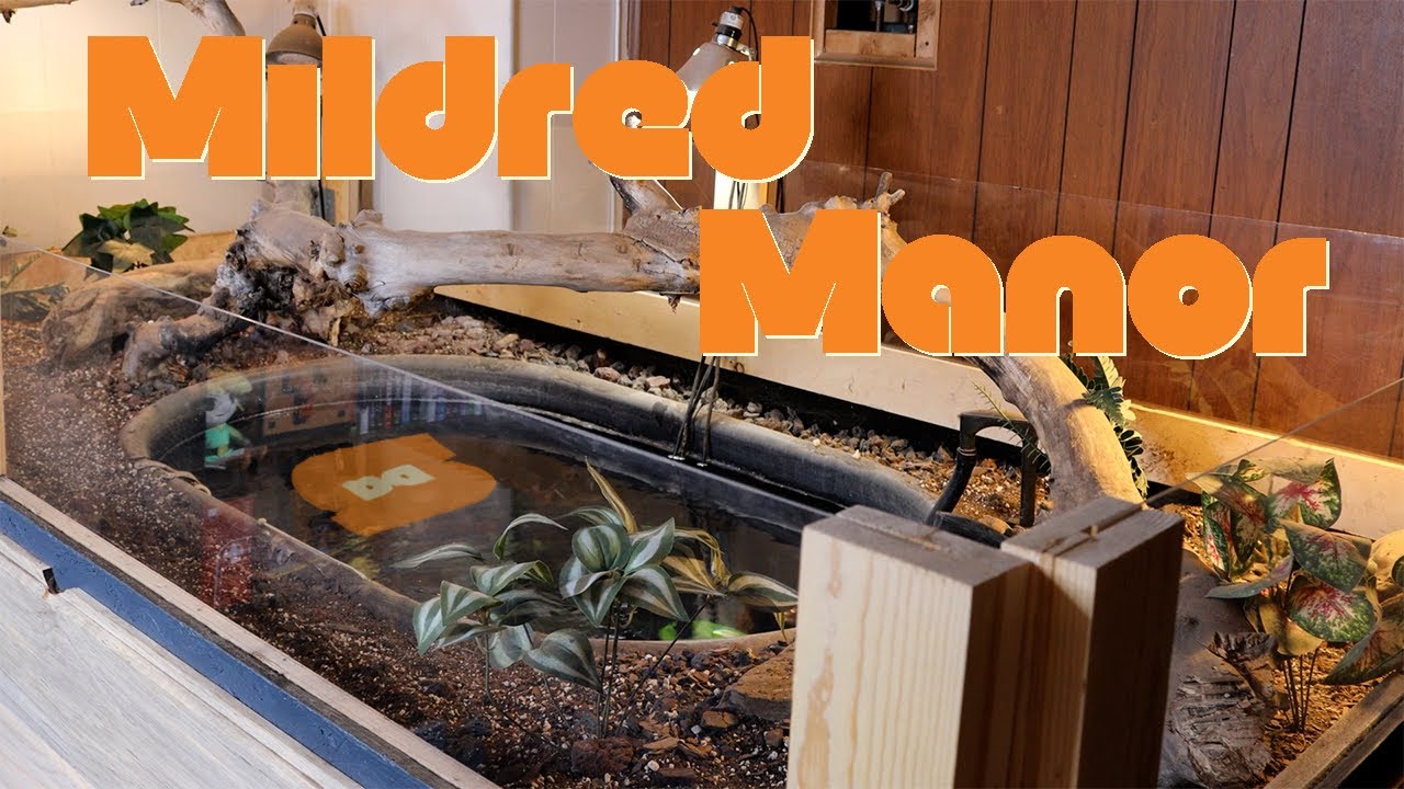 The ULTIMATE turtle tank! 100 gallon pond in 32sq ft of natural