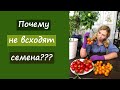 Почему не всходят семена?