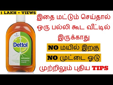 எப்படி பல்லியை  புதுமையான முறையில் ஒழிப்பது|How To Get Rid Of Lizard |New Method|New Tips