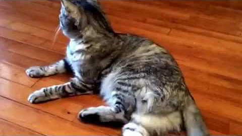 Logos kitty visits her friend Dove...